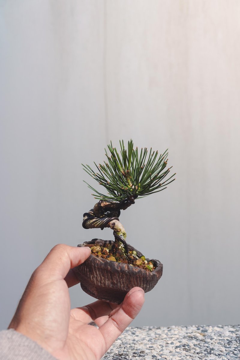 黑松造型盆栽 迷你黑松配手工盆优美 可以搭配各种空间美学 - 植栽/盆栽 - 植物．花 绿色