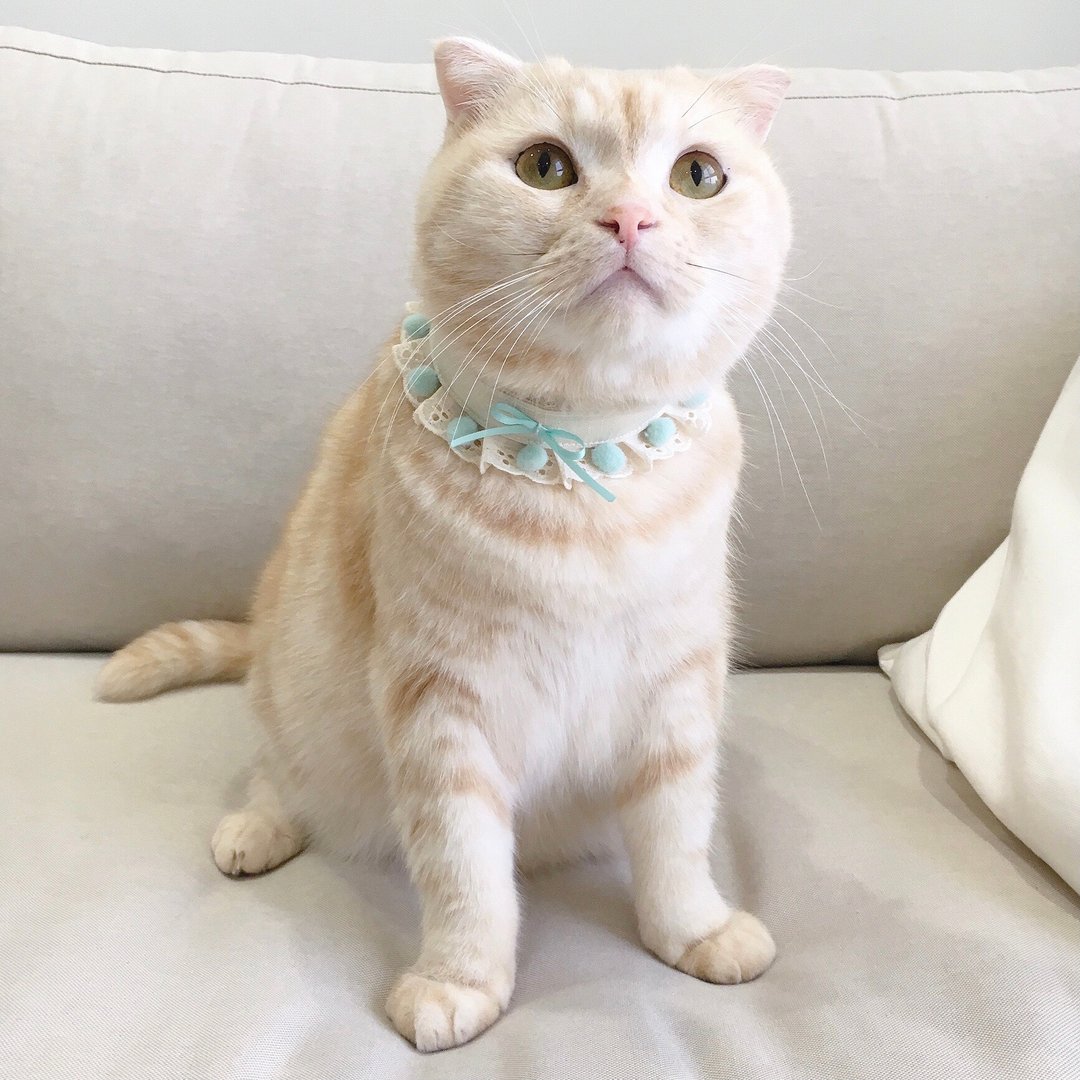 【恰氏手作】Tiffany色缎带mix蕾丝项圈 猫狗宠物项圈领巾 - 项圈/牵绳 - 棉 