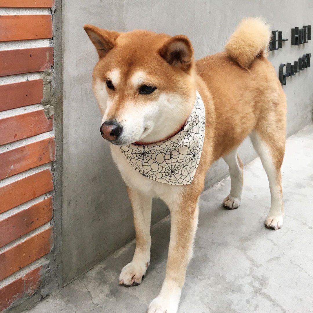 狗狗专属名领巾-定制化(中型犬)- 蜘蛛侠 - 项圈/牵绳 - 棉 银色