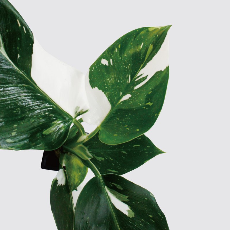 │ 方盆系列 │ 白巫师蔓绿绒 - 观叶植物 水耕 陶瓷 懒人盆栽 - 植栽/盆栽 - 植物．花 