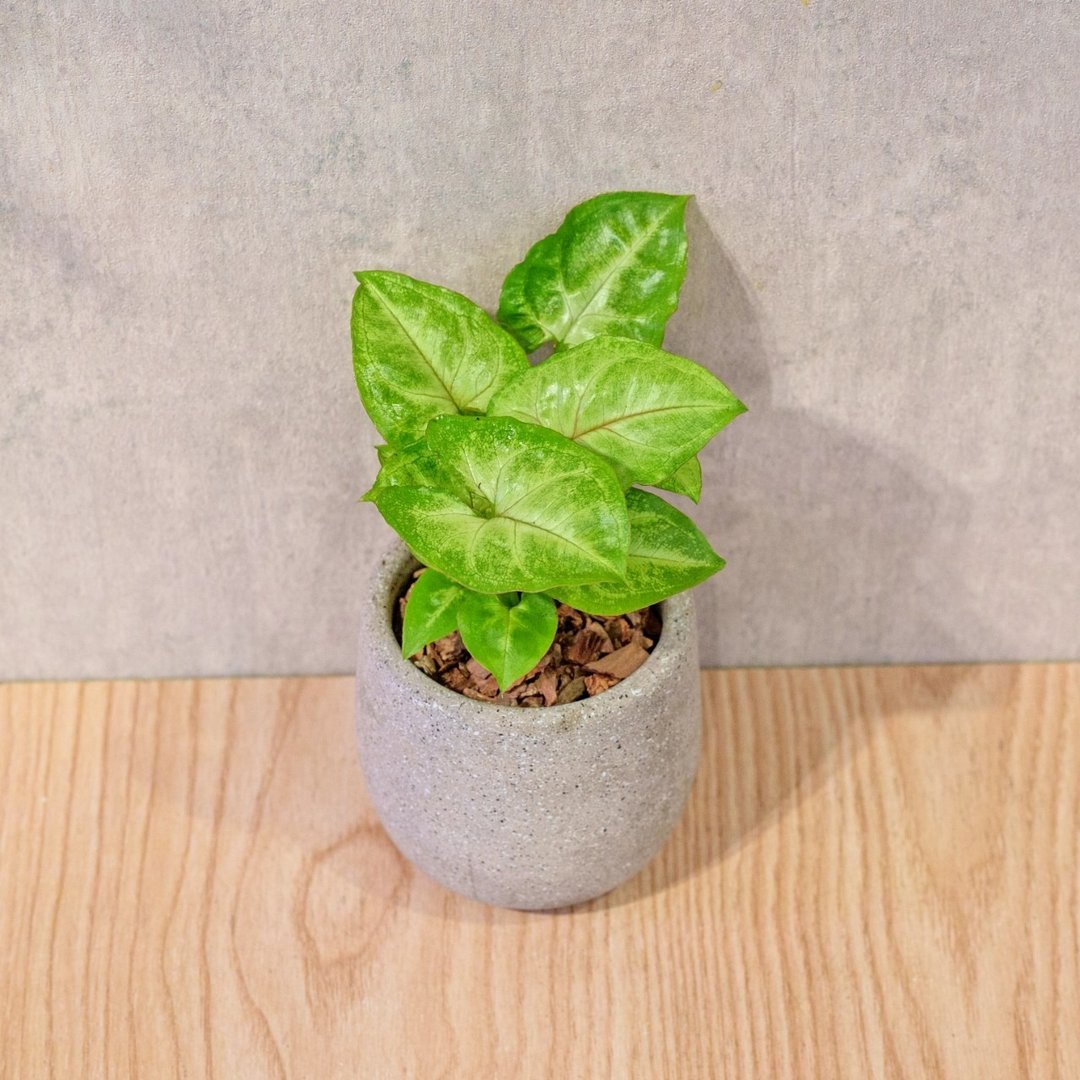 金玉合果芋 桌上型水泥盆栽 观叶植物 礼物 盆栽 交换礼物 植物 - 植栽/盆栽 - 植物．花 灰色