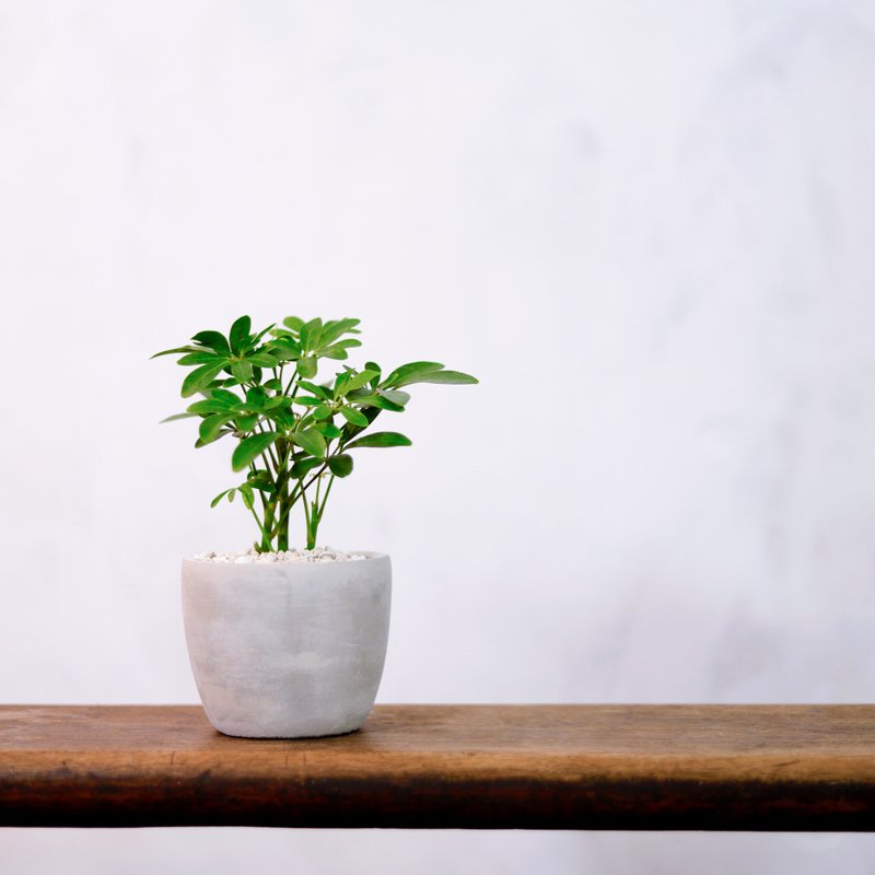 【室内盆栽】鹅掌藤 观叶植物 盆栽 植栽 开幕送礼 开运树 幸运树 - 植栽/盆栽 - 植物．花 绿色