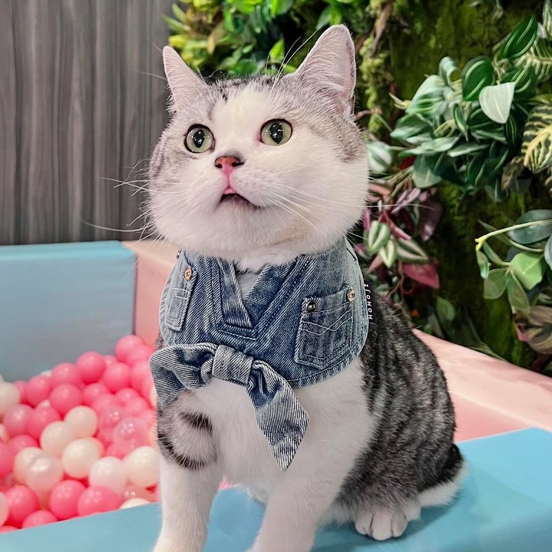 【MOMOJI】宠物时尚围兜 - D'Aguilar (01-天空牛仔蓝) - 衣/帽 - 聚酯纤维 蓝色