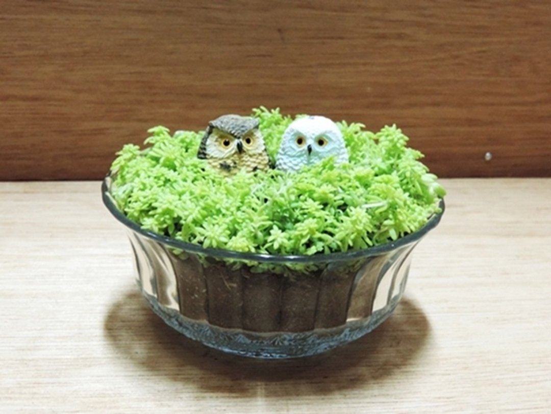 疗育系 · 猫头鹰小窝【限定贩售】 - 植栽/盆栽 - 植物．花 