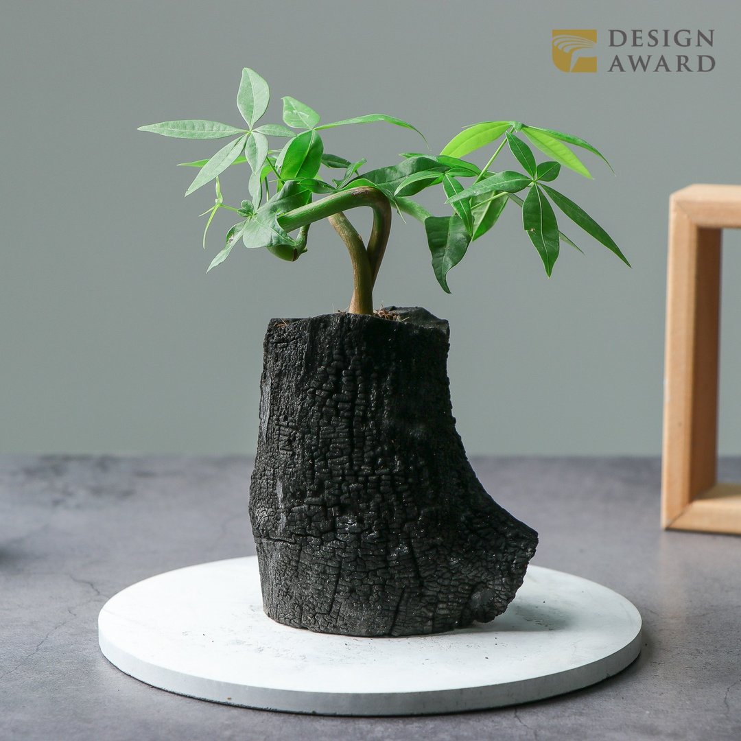 REWOOD炭盆栽 | 马拉巴栗   送礼 /居家布置/净化空气/植栽 - 植栽/盆栽 - 植物．花 