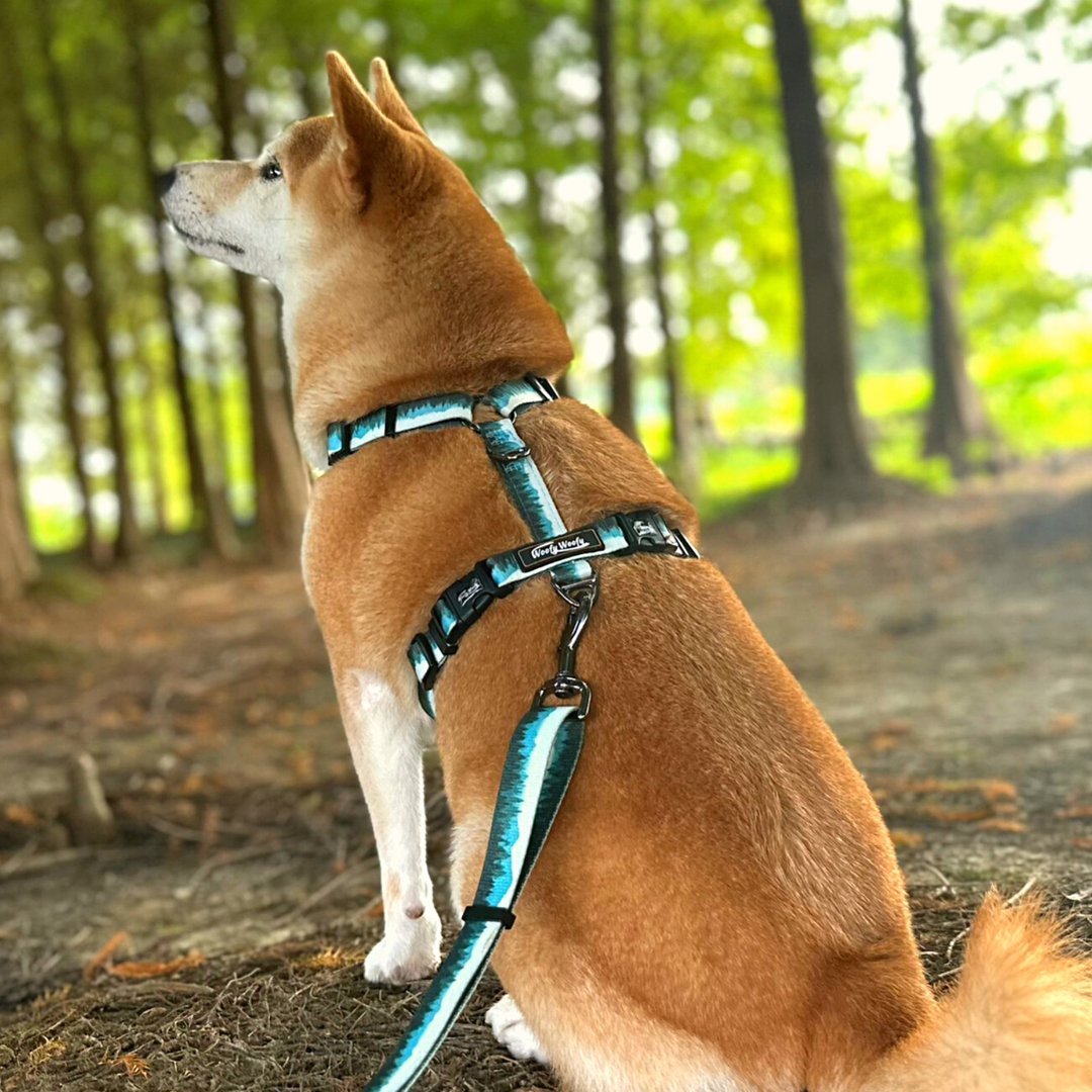 Woofy Woofy 休闲H型胸背带 森林绿 不勒气管 宠物 狗胸背带 - 项圈/牵绳 - 聚酯纤维 绿色