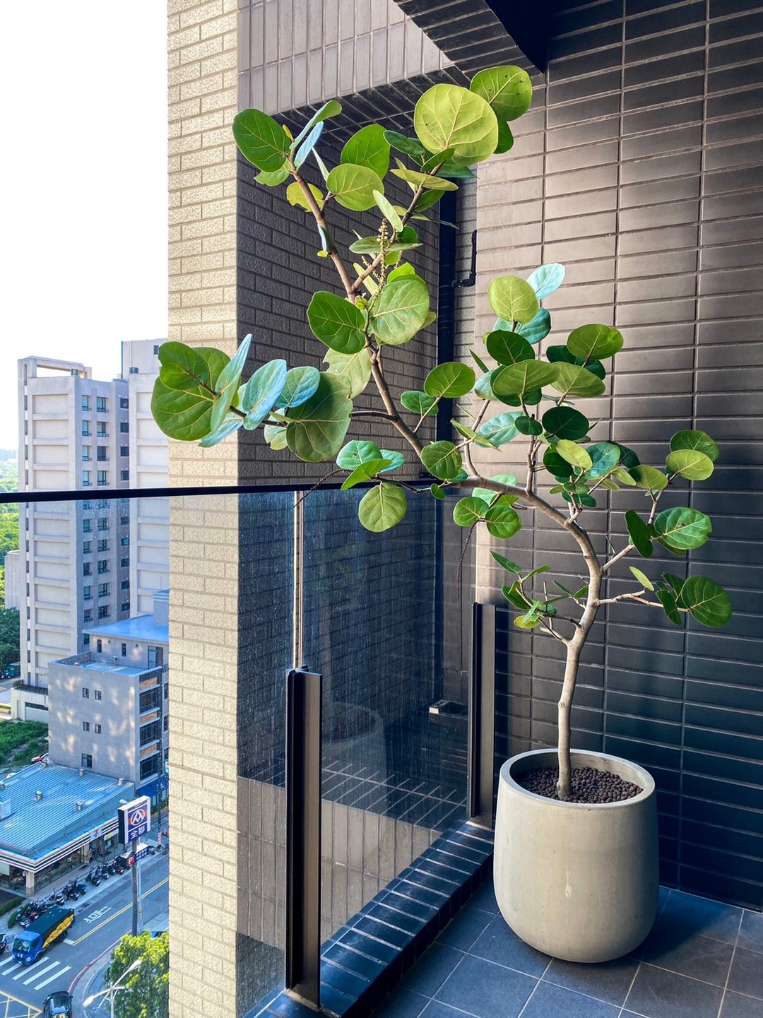 【阳台大型植栽】自由之心 • 海葡萄树 | M 细干 | 盆器2款可选 - 植栽/盆栽 - 植物．花 