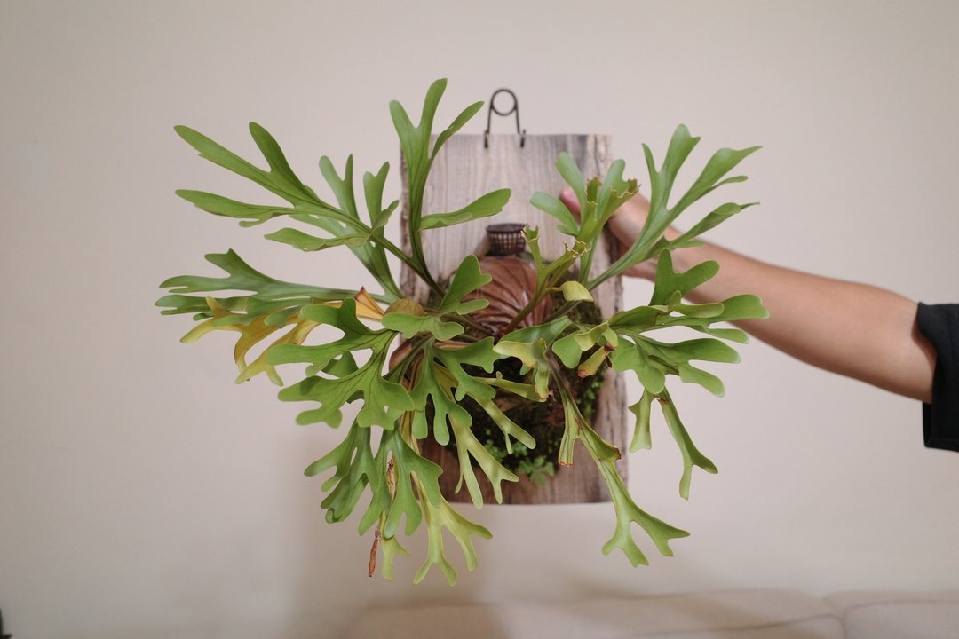 亚洲猴脑鹿角蕨/鹿角蕨/上板植物 - 植栽/盆栽 - 植物．花 
