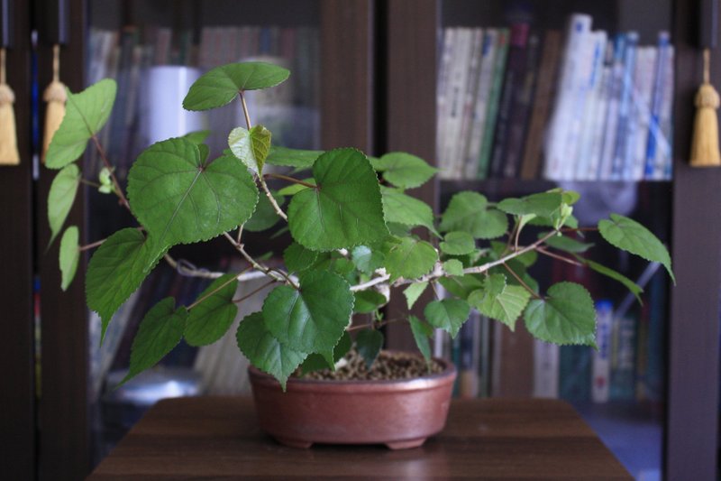 黄槿 l 中品盆栽 居家摆设 观赏植栽 礼物 - 植栽/盆栽 - 植物．花 