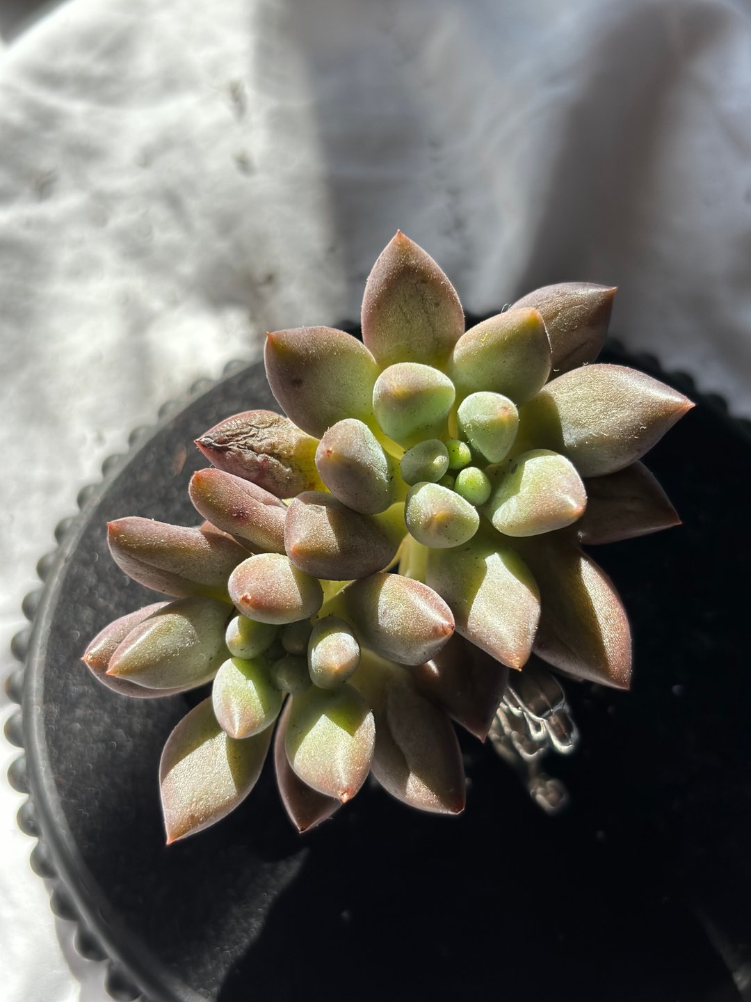 一图一物 精控 精品 多肉 韩肉 盆栽 生日礼物 乔迁升迁DIY微景观 - 植栽/盆栽 - 植物．花 绿色