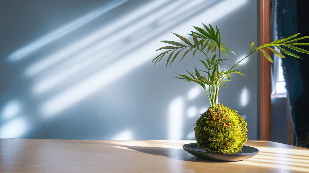 超治愈力的手作植物球-苔玉工作坊-【1人成团】-香港 - 植栽 - 植物．花 