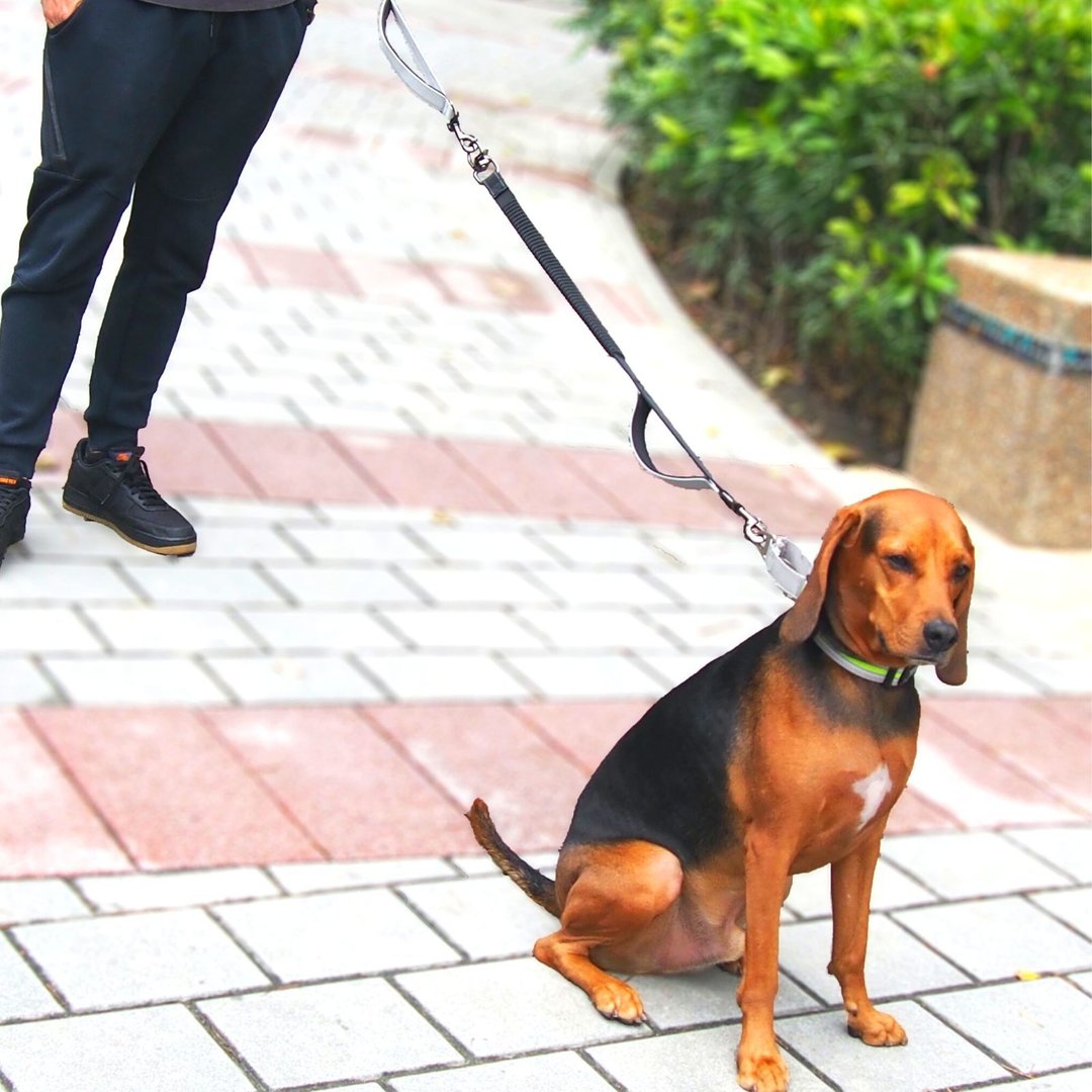 Woofy Woofy 延伸弹力绳 极致灰 延伸牵绳 宠物车用安全带 - 项圈/牵绳 - 聚酯纤维 灰色