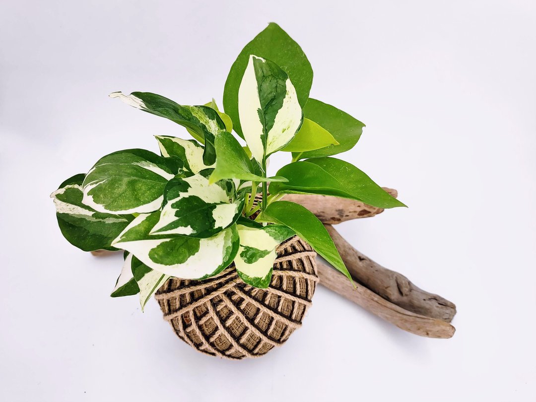 组合绿植苔球│板植│室内植物│窗边植物│观叶植物 - 植栽/盆栽 - 植物．花 绿色