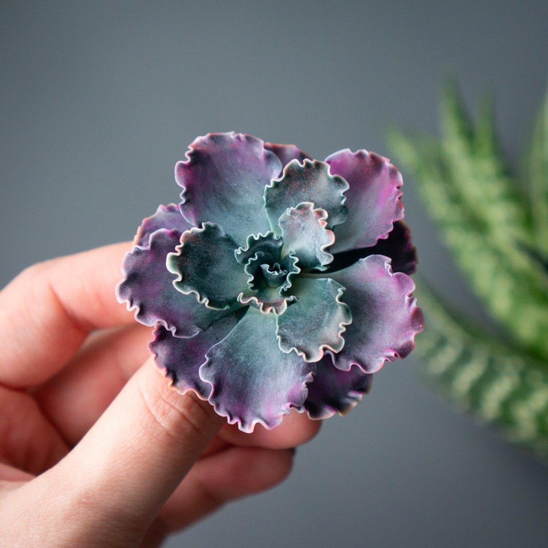 Echeveria Shaviana 胸针，1 件 - 胸针 - 其他材质 