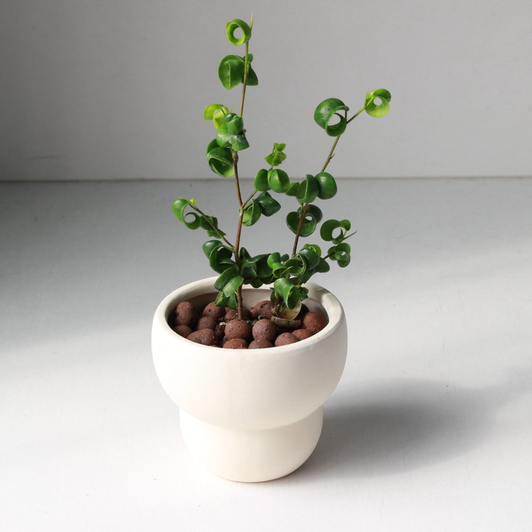 植栽 盆栽 l 卷叶榕  可爱爆表卷心榕  室内植物 办公室盆栽 - 植栽/盆栽 - 陶 