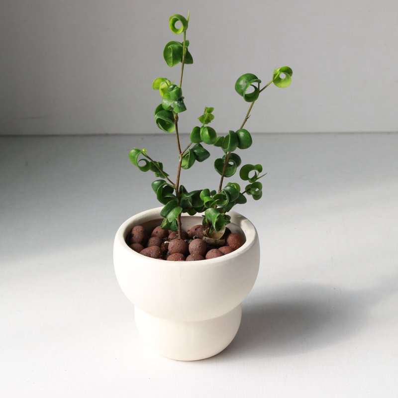 植栽 盆栽 l 卷叶榕  可爱爆表卷心榕  室内植物 办公室盆栽 - 植栽/盆栽 - 陶 