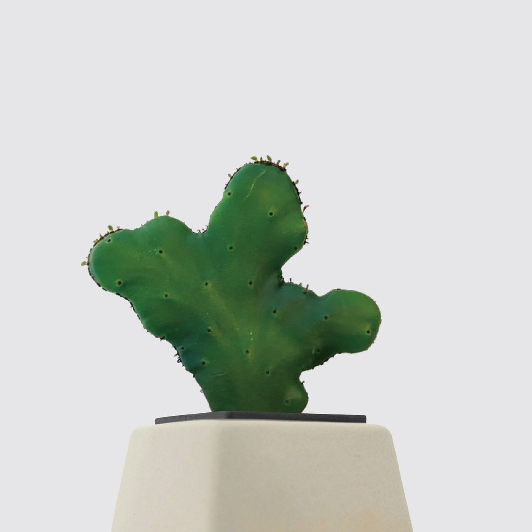 │ 方盆系列 │珊瑚大戟 - 多肉植物 水耕盆栽 陶瓷盆器 - 植栽/盆栽 - 植物．花 
