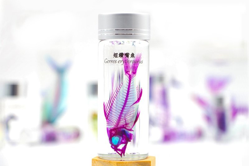 透明生物标本 - 短钻嘴鱼 Gerres erythrourus【网络限定】 - 摆饰 - 玻璃 