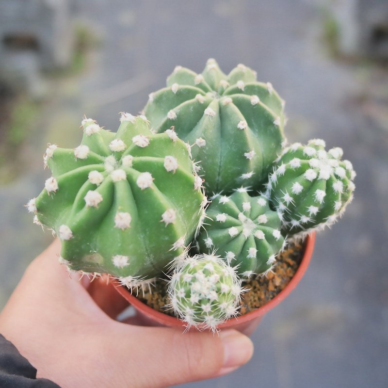 【豆豆多肉】【短毛丸】乔迁│送礼│升迁│多肉植物 - 植栽/盆栽 - 植物．花 