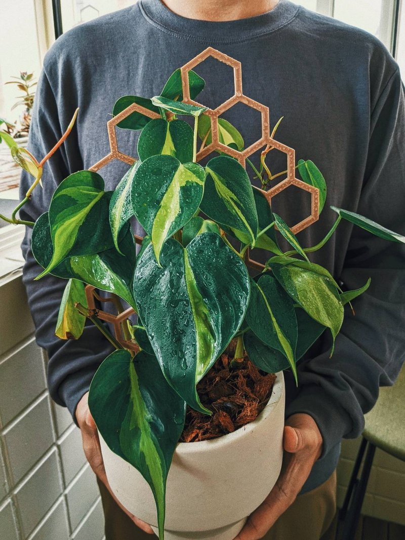 蔓绿绒长春藤蜂巢格植物攀爬架 - 花瓶/陶器 - 树脂 白色