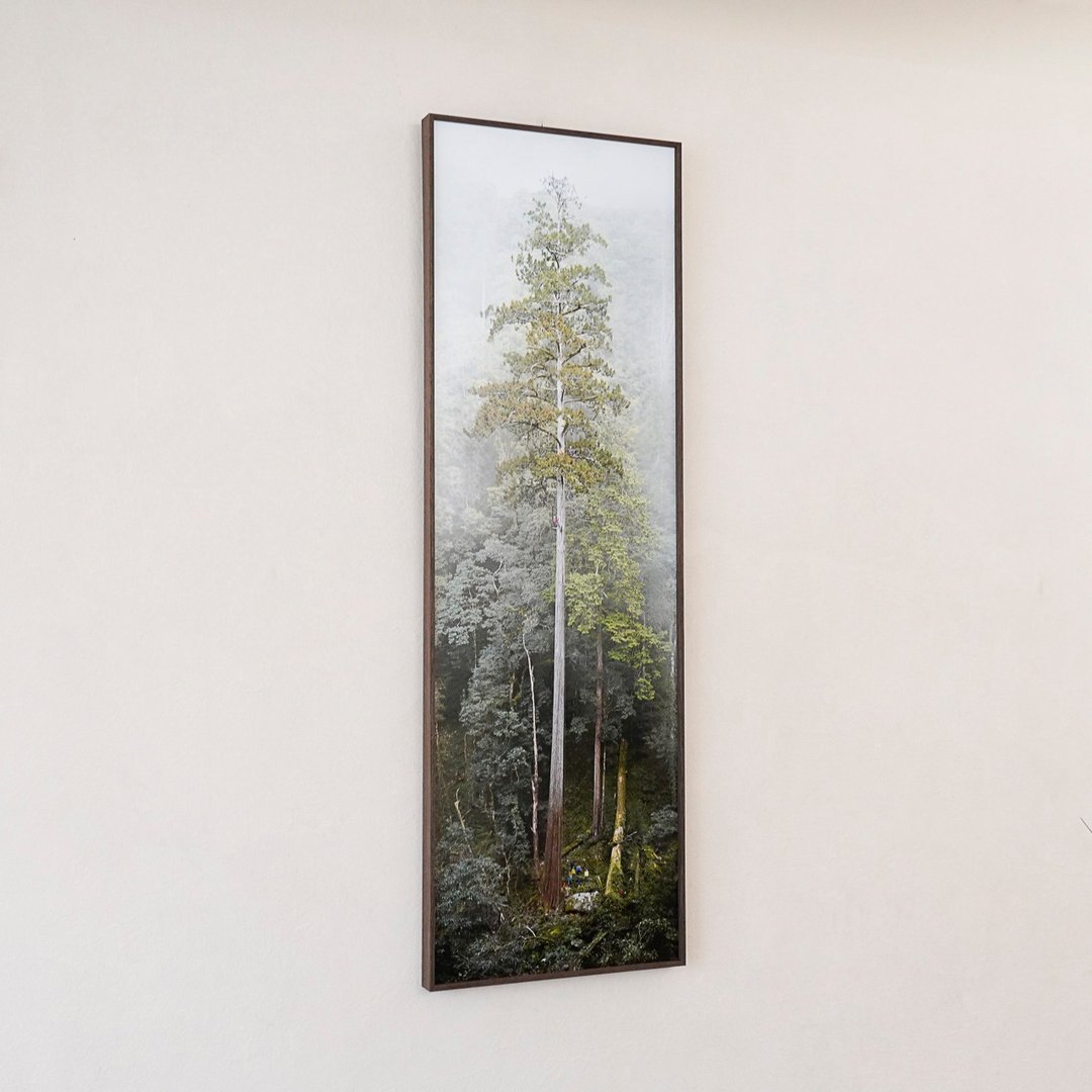【摄影挂画】台湾最高神木 - 大安溪倚天剑 | TheTreePorjects - 海报/装饰画/版画 - 纸 