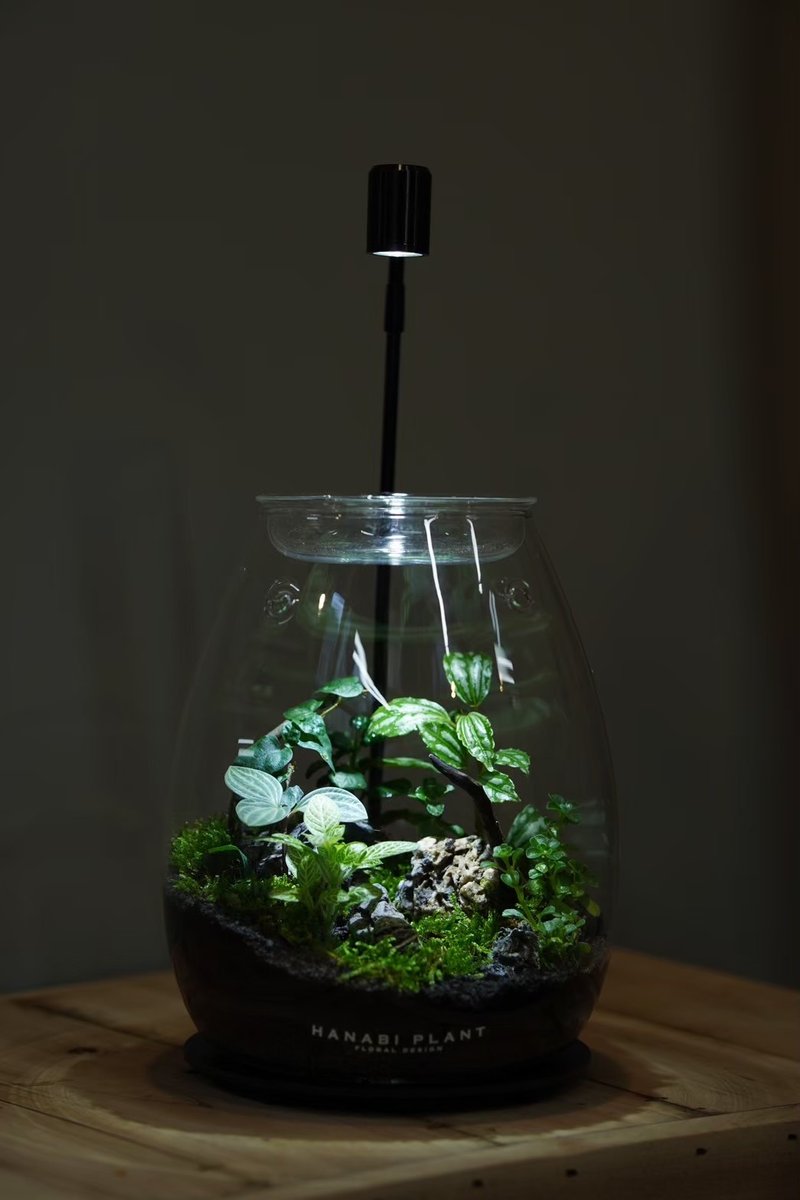 【订制】蕨醒经典生态瓶-经典龙蛋 - 植栽/盆栽 - 玻璃 