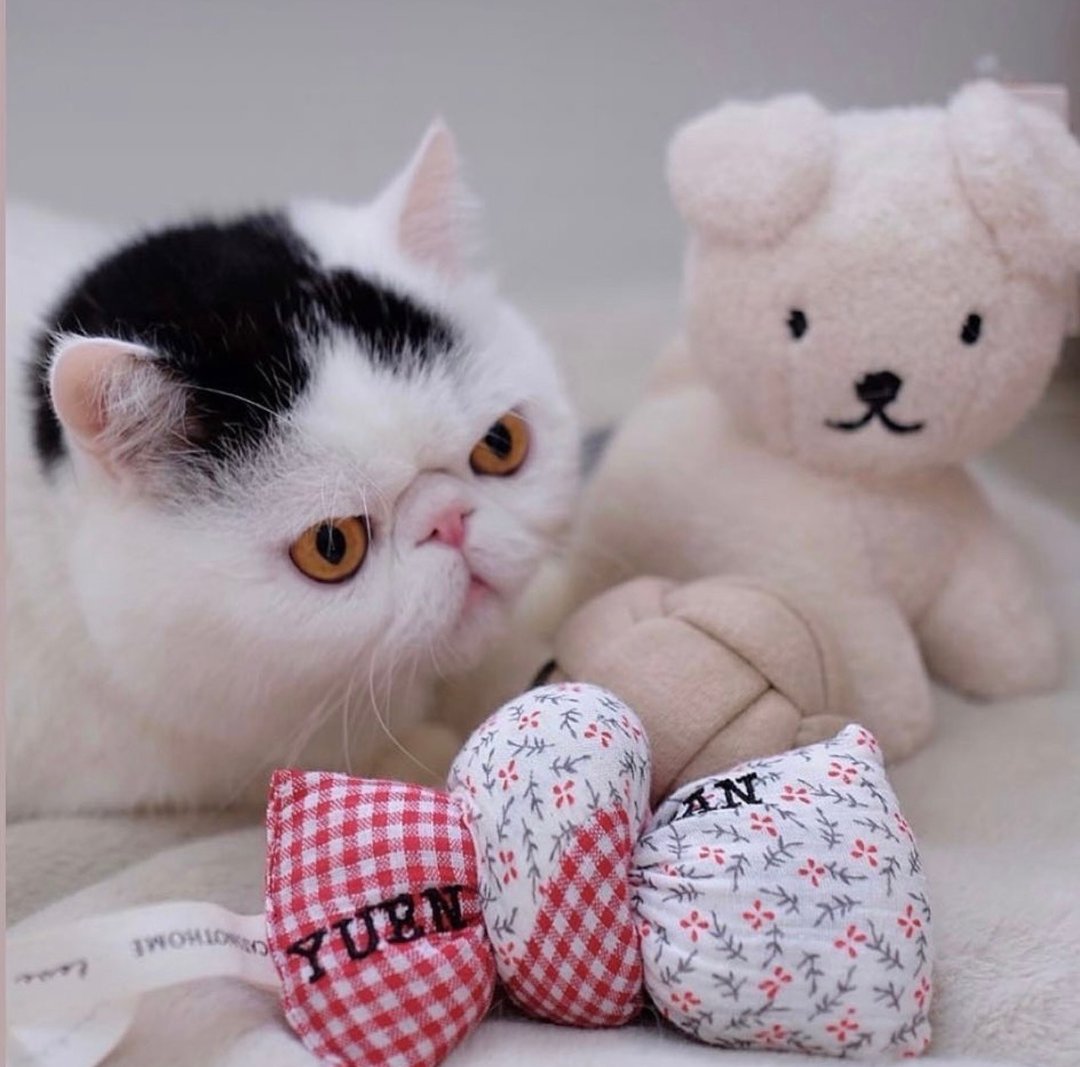 PILLOW TALK | 猫草包 猫玩具 - 玩具 - 棉 红色