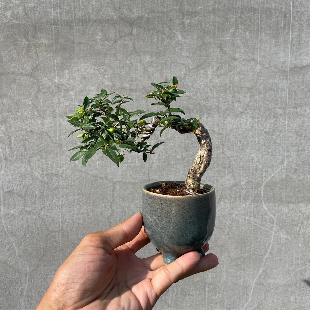 小品盆栽-李氏樱桃 盆景 送礼 结果中 - 植栽/盆栽 - 植物．花 