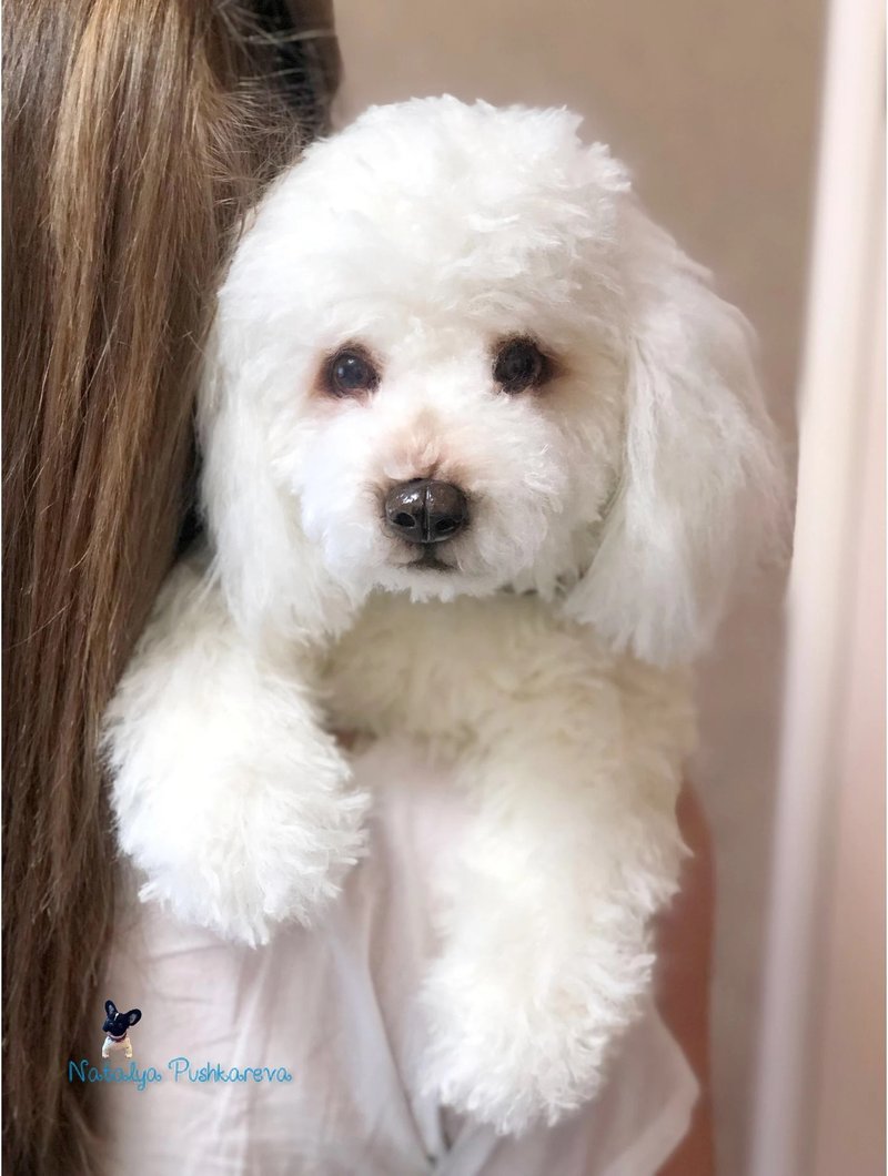白色贵宾犬 逼真的玩具 - 玩偶/公仔 - 聚酯纤维 白色