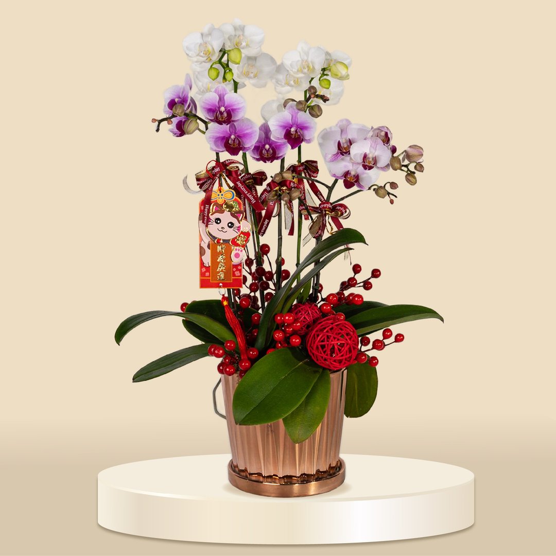 二色小品蝴蝶兰 (1172) 兰花 新春兰花 年花 自家兰花园种植 - 植栽/盆栽 - 植物．花 