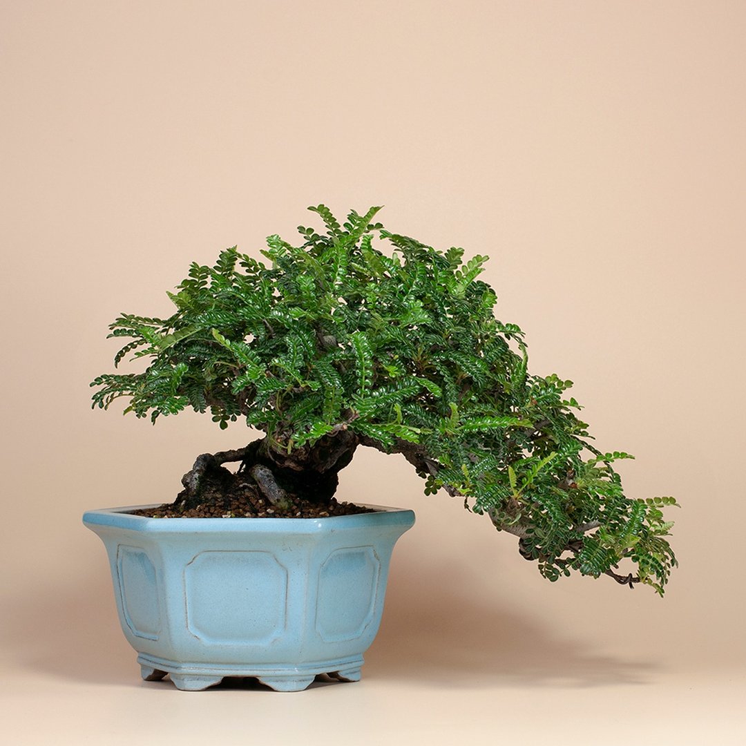 【日本植物】禅意盆栽 送礼推荐 雅致生活 - 植栽/盆栽 - 植物．花 