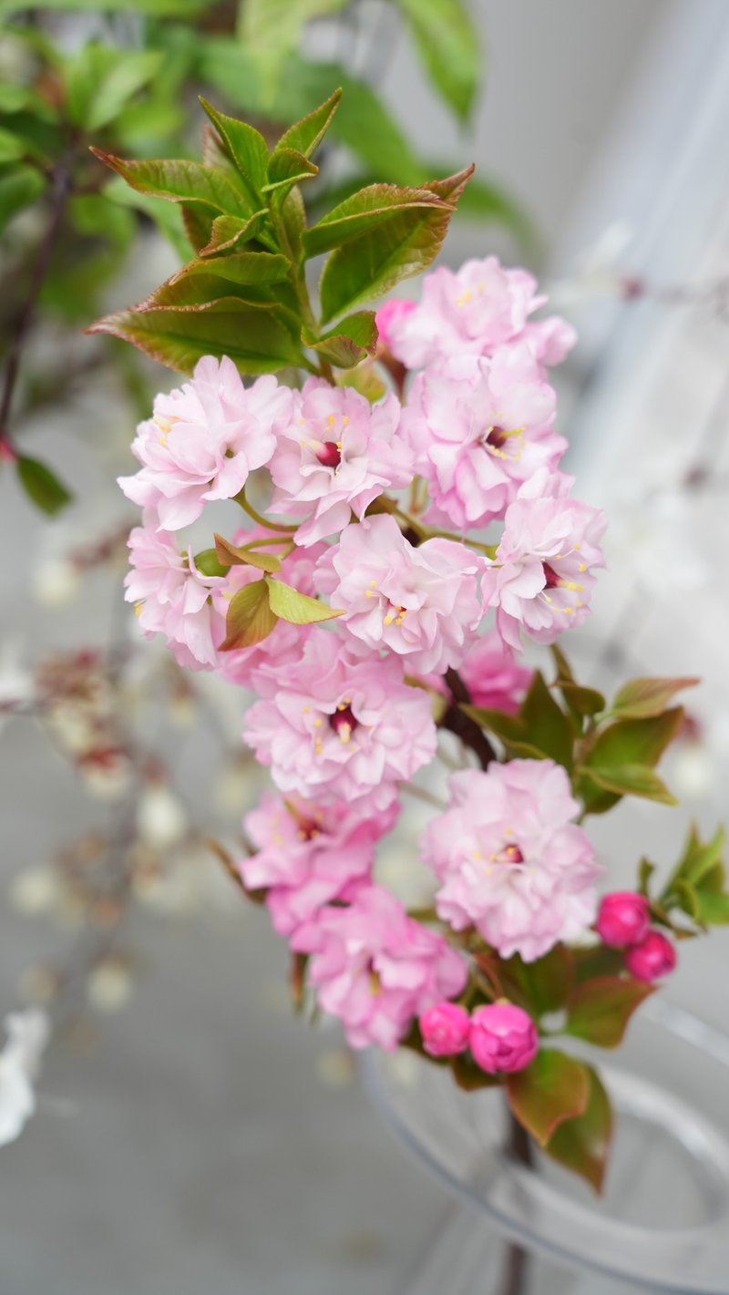 冷瓷重瓣樱花两日课程  专业课程不藏私 - 植栽 - 其他材质 
