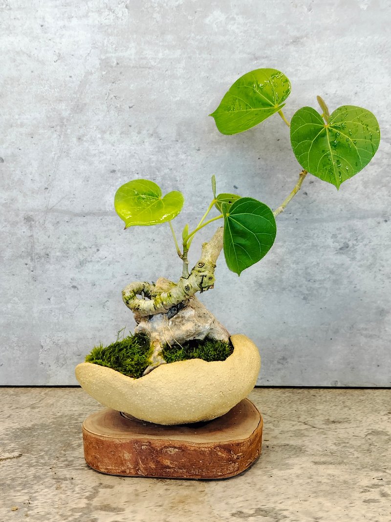 手捏砂黄石陶盆-附石黄堇 - 植栽/盆栽 - 植物．花 