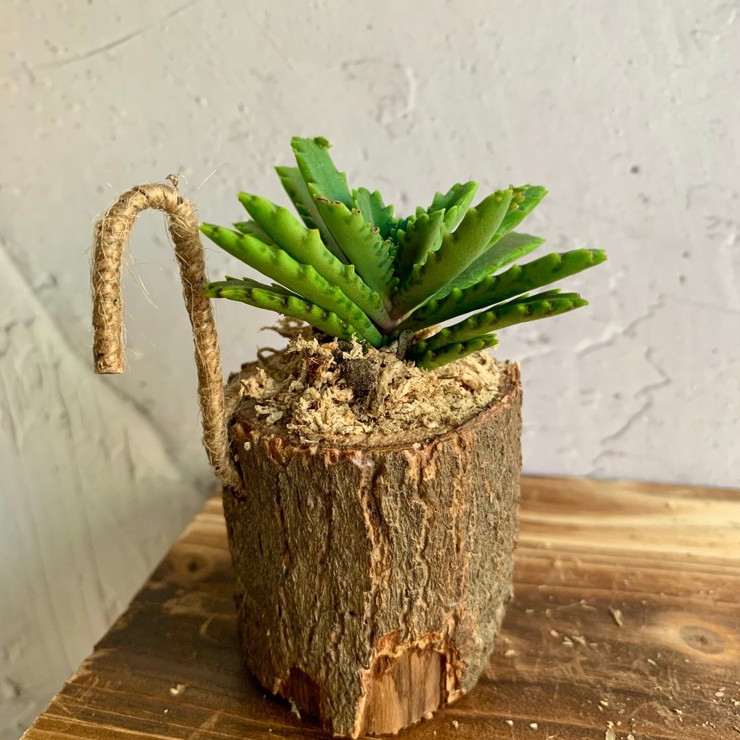 手工木作设计 盆栽摆饰 多肉植物 不死鸟 - 植栽/盆栽 - 木头 