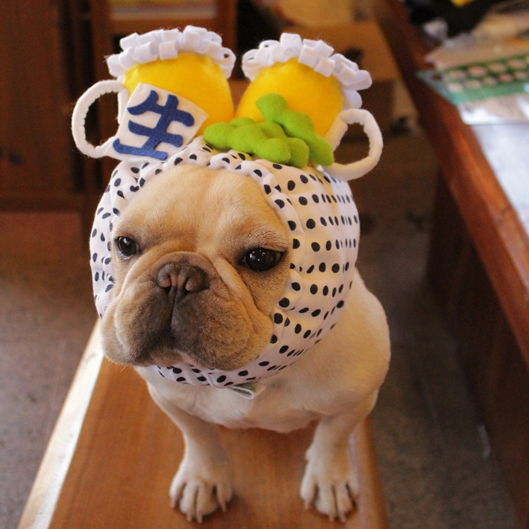 Dog headgear ☆ Draft beer dog Zura ☆ Dog wig [Draft beer wig] - 衣/帽 - 棉 黄色
