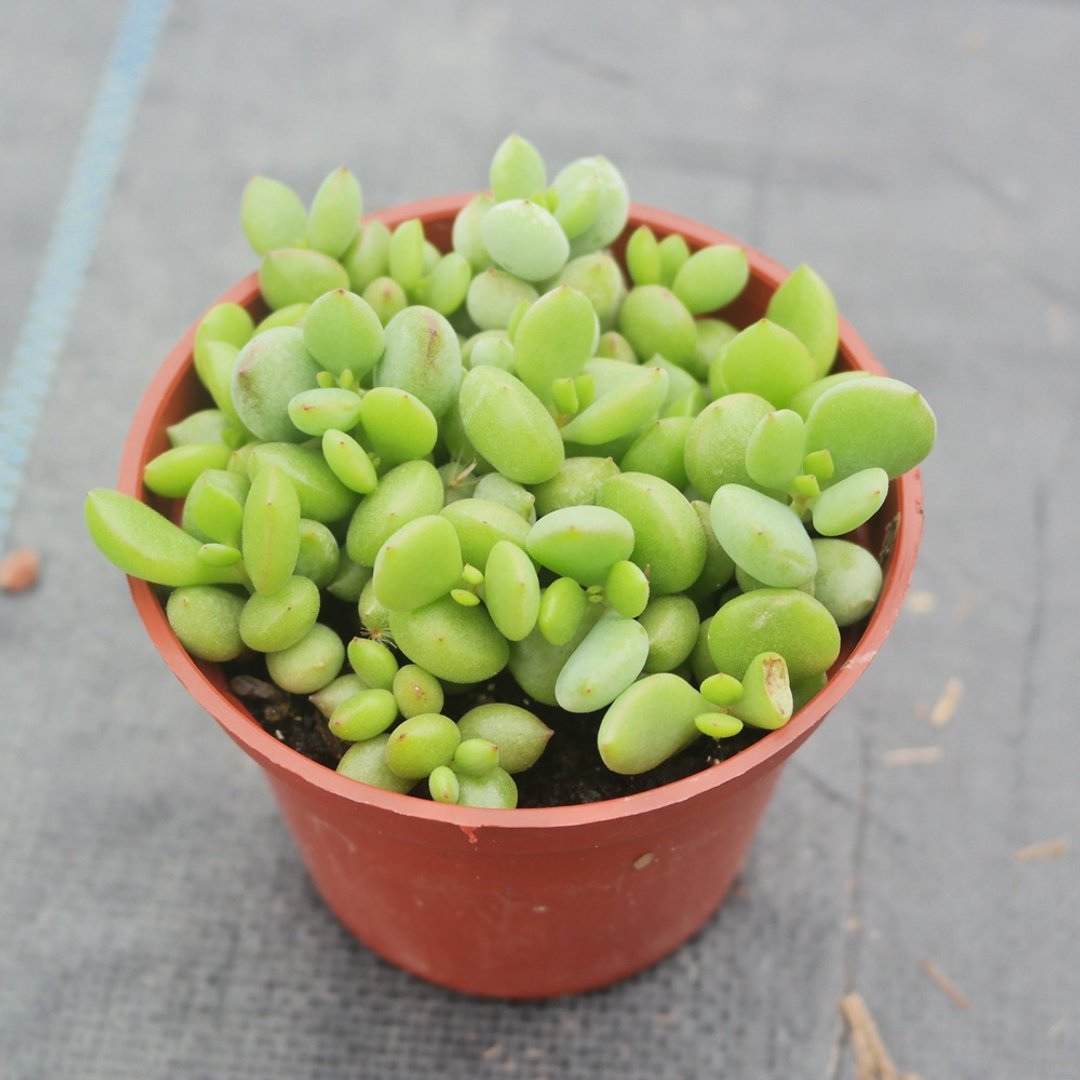 【豆豆多肉】【银之铃】乔迁│送礼│升迁│多肉植物 - 植栽/盆栽 - 植物．花 