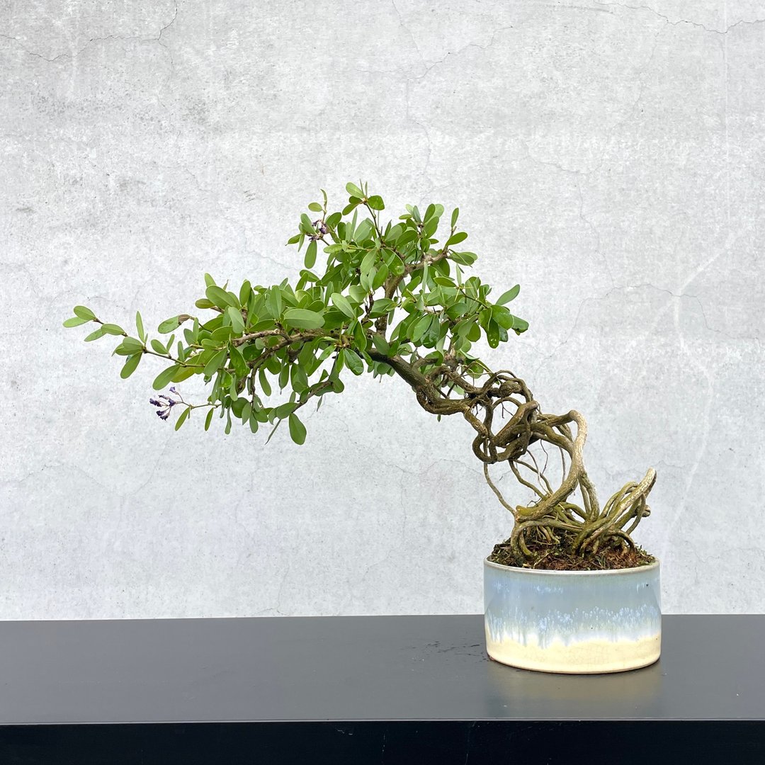 小品盆栽-铃萨姆 盆景 送礼 - 植栽/盆栽 - 植物．花 