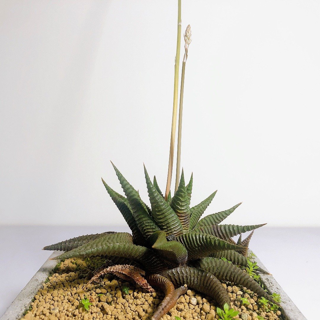 【野草不野-限时贩售】琉璃殿 / 大扁方盆 - 植栽/盆栽 - 植物．花 绿色