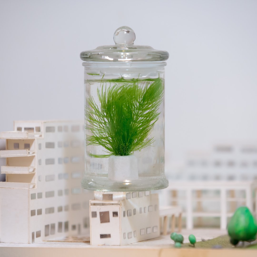 小标本罐养水草【植物保固】 礼物 - 植栽/盆栽 - 玻璃 绿色