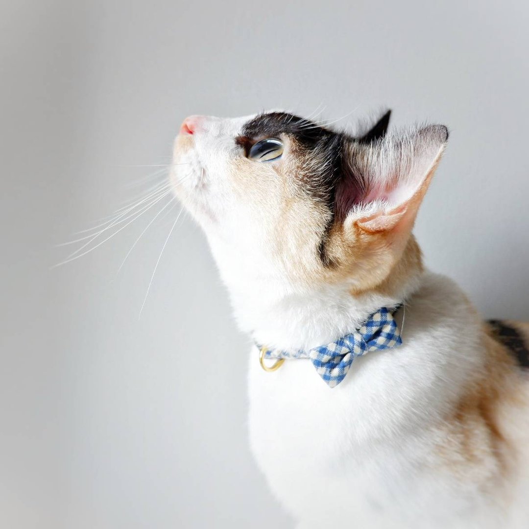 MICKEY: Handmade tiny Bow-tie breakaway cat collar - 项圈/牵绳 - 棉 咖啡色