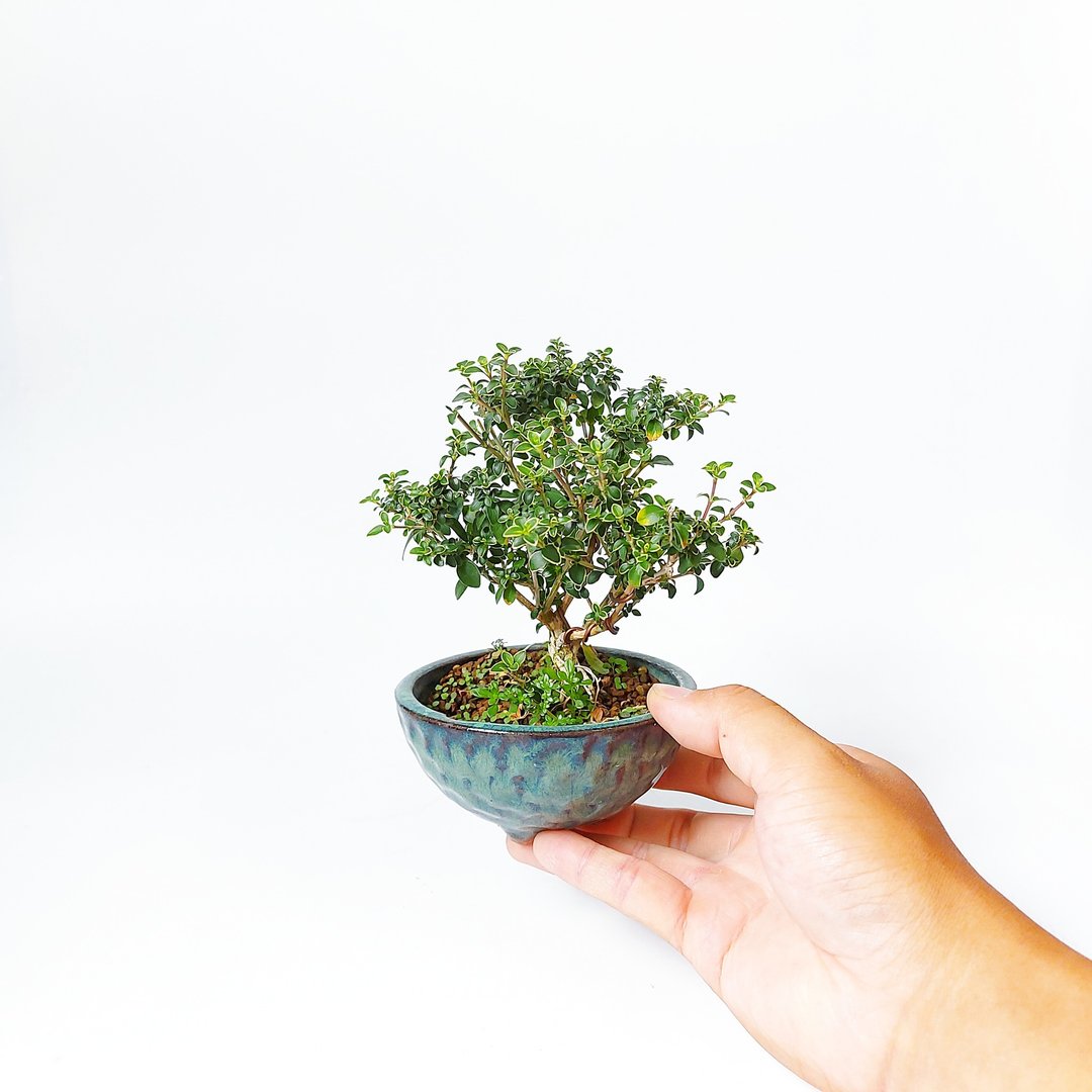 雅致小品・紫丁香 - 植栽/盆栽 - 植物．花 