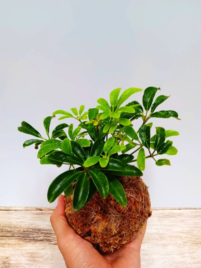 居家幸福苔球 苔玉 智利原色水苔 五行幸运植物 鹅掌藤 - 植栽 - 植物．花 