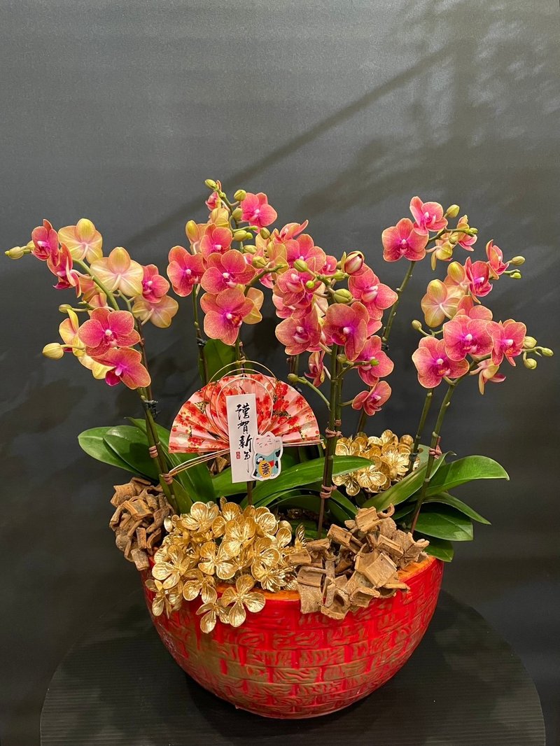小金桔蝴蝶兰 NEW YEAR-21 - 植栽/盆栽 - 植物．花 