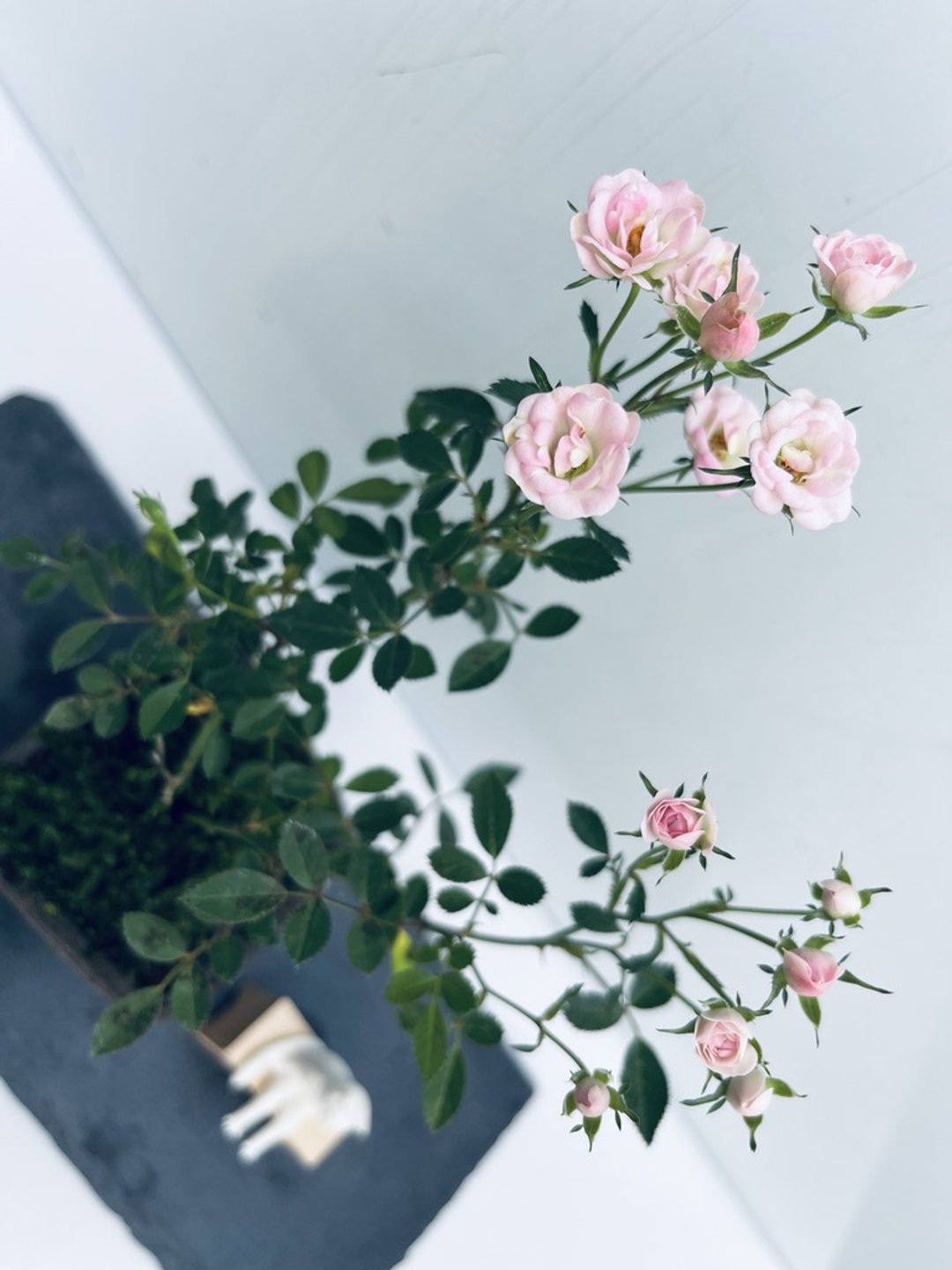 迷你蔷薇 l 玫瑰花 小品盆栽  植栽 礼物 - 植栽/盆栽 - 植物．花 