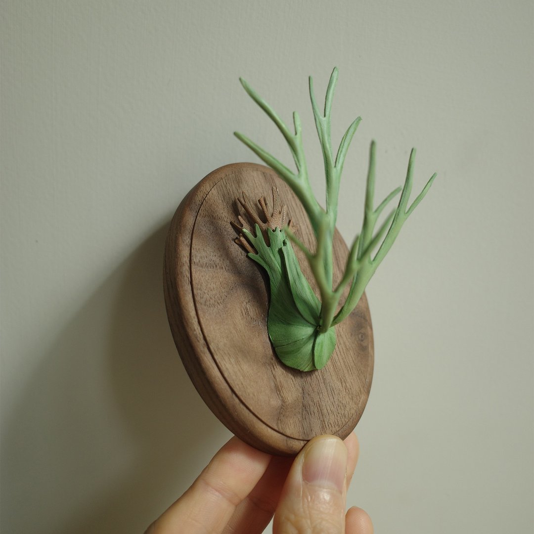 银鹿鹿角蕨 platycerium veitchii - 植栽/盆栽 - 真皮 