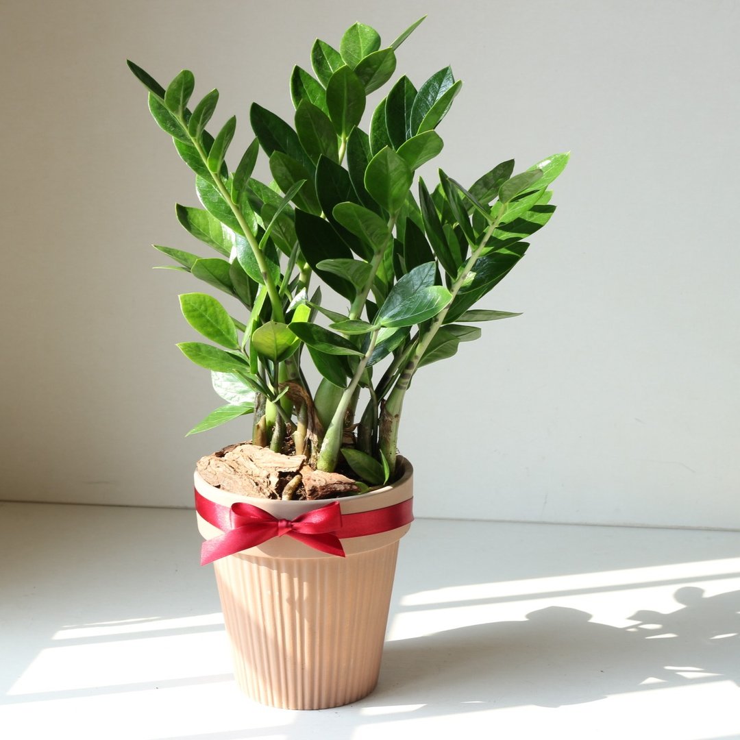 植栽 盆栽 l 金钱树 送礼首选  室内植物 办公室盆栽 - 植栽/盆栽 - 陶 
