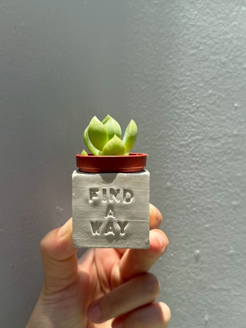 Find a way 找到自己的路～!多肉磁铁盆栽 - 植栽/盆栽 - 水泥 灰色