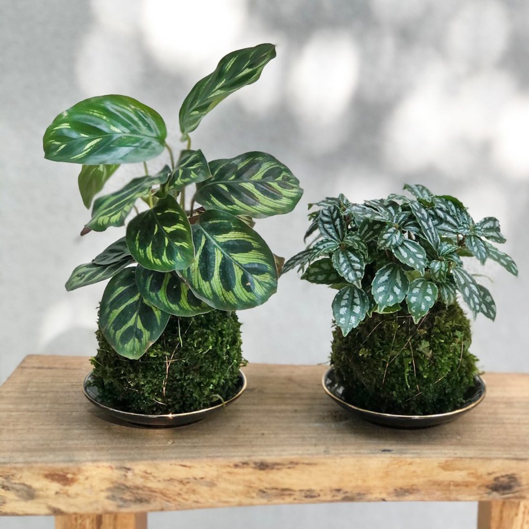 孔雀竹芋 冷水草 班叶黄金葛 合果芋苔球 | 居家办公好伙伴 WFH - 植栽/盆栽 - 植物．花 绿色