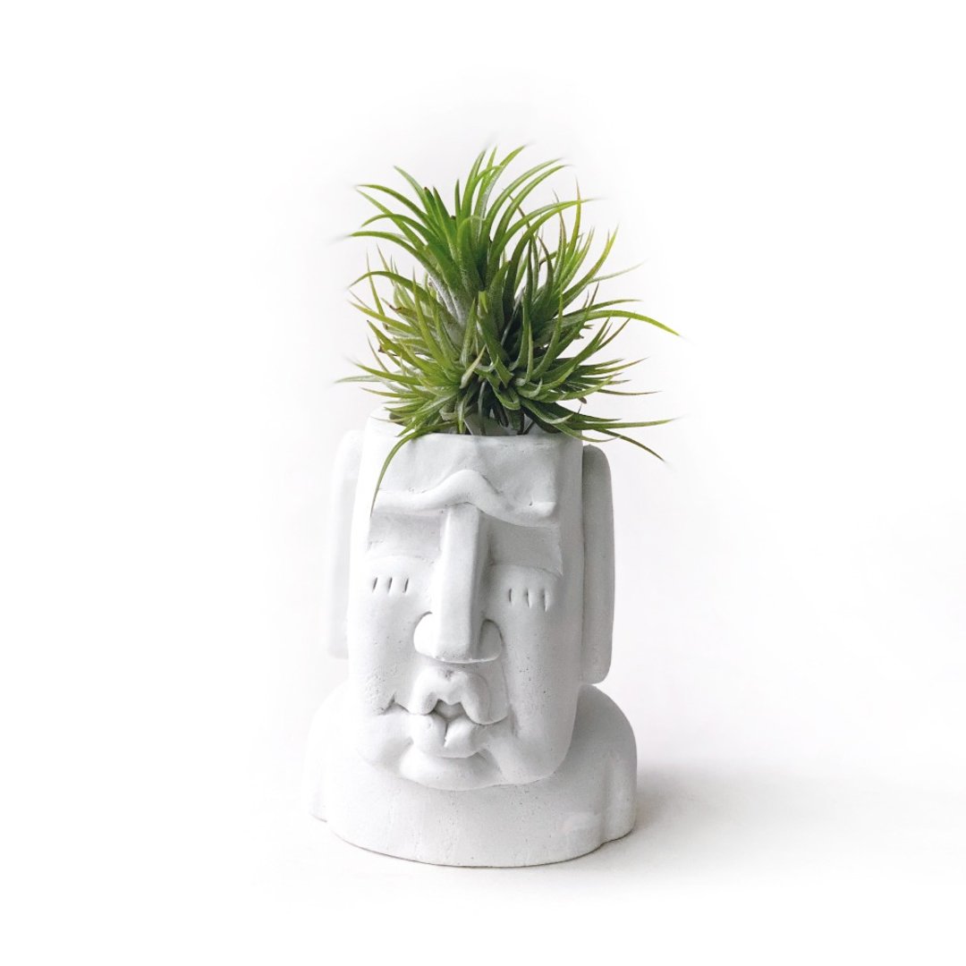 群生Plastic小精灵 空气凤梨 搭配色色摩艾水泥盆盆 - 植栽/盆栽 - 植物．花 灰色
