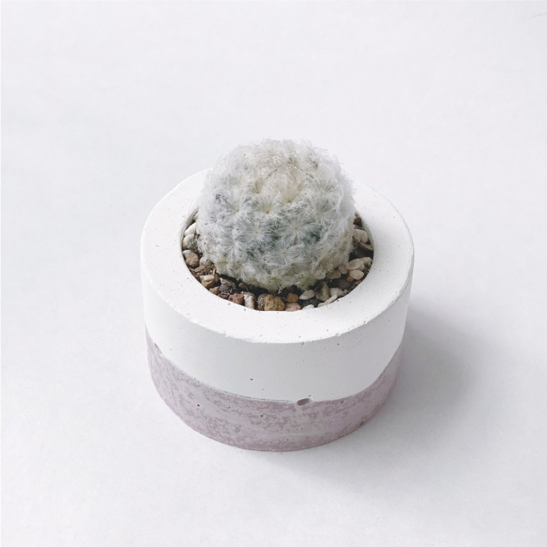 (预购) 莫兰迪粉系列 | 白星 毛绒绒 小圆形渐层水泥仙人掌植栽 - 植栽/盆栽 - 植物．花 粉红色